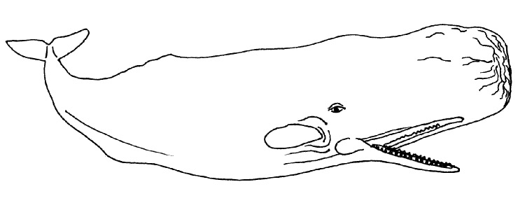 Sperm Whales Facts and Pictures - Physeter macrocephalus
